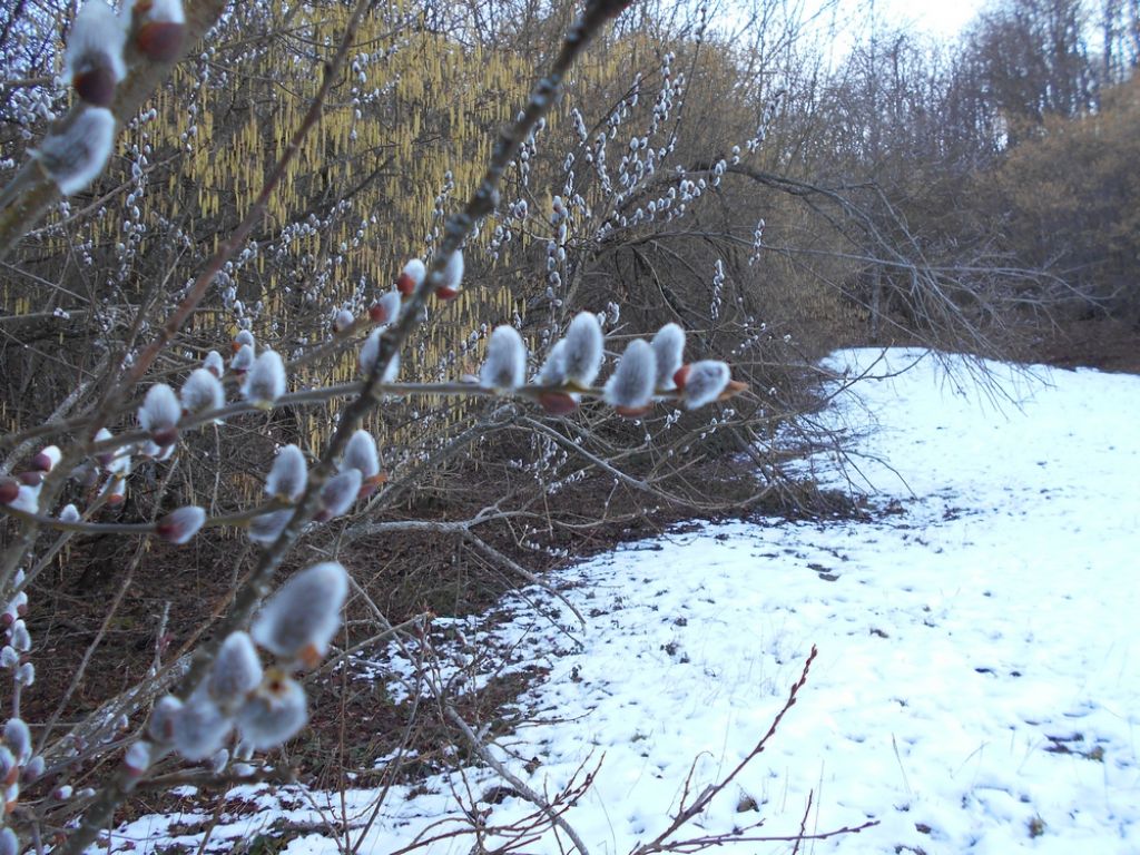 Altra pianta da identificare - Salix sp.